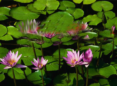 slideshow_large