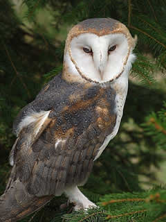Barn owl